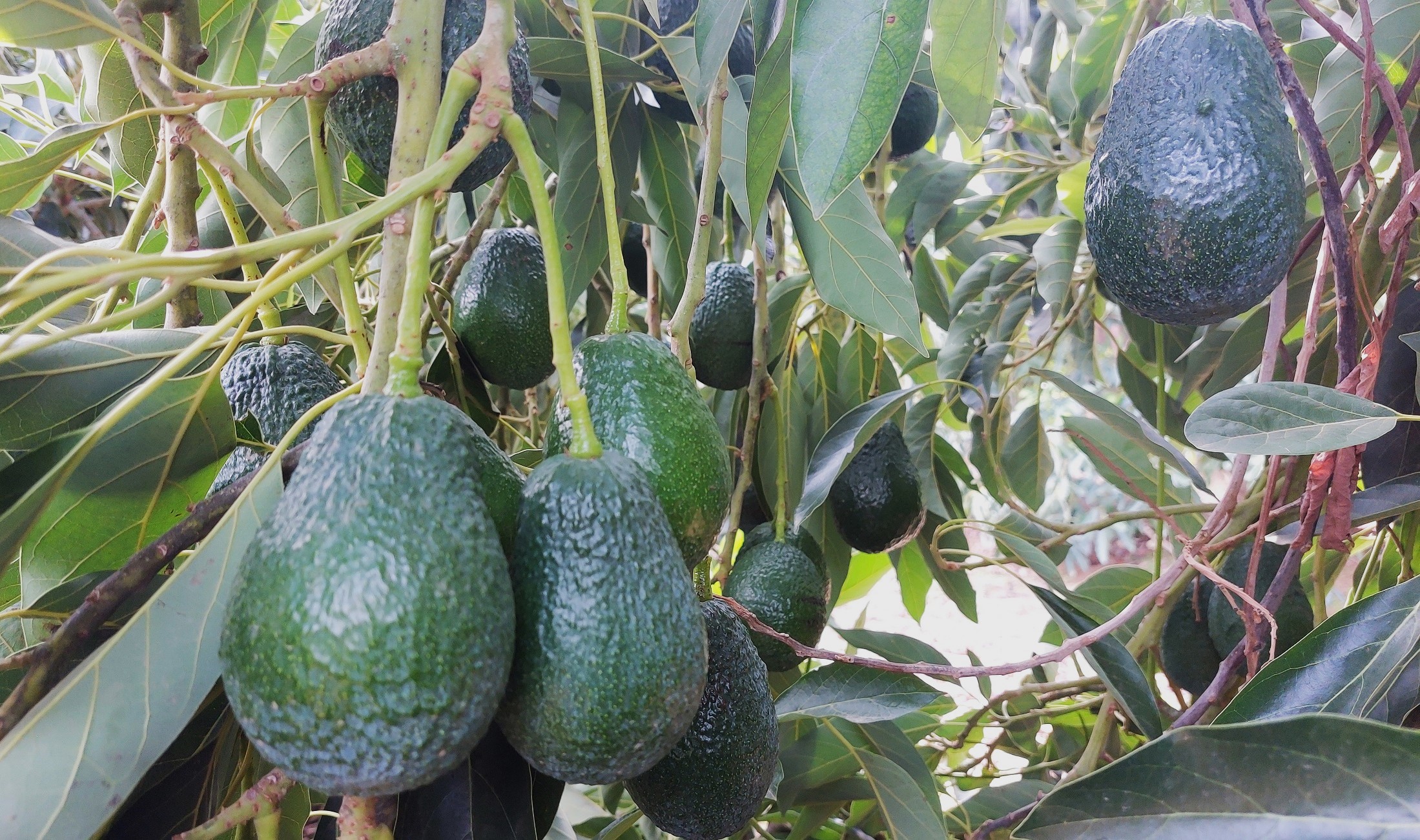 אבוקדו מהזן המשחיר BL בעמק החולה | קרדיט צילום: אבוקדו גל